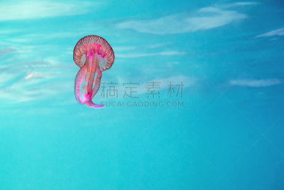 粉色,海洋,水母,绿松石,触须,海洋生命,热带气候,野生动物,水面,紫水母