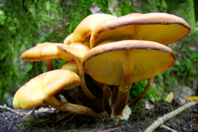叶子,蘑菇,树林,鸊鷉,真菌和霉菌,枯萎的,褐色,水平画幅,无人,干花