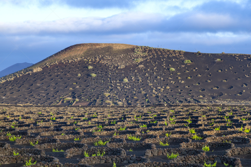 火山,葡萄,植物群,泥土,格里巴,兰萨罗特岛,葡萄园,有蔓植物,水平画幅,熔岩