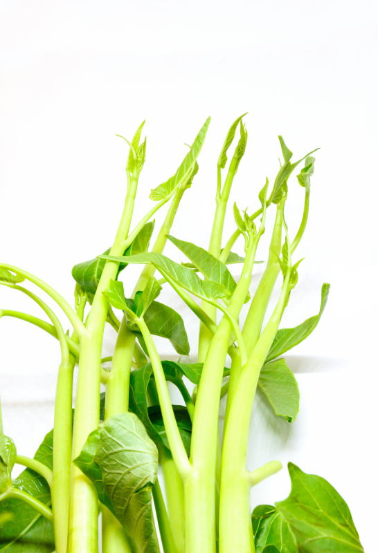 空心菜,垂直画幅,绿色,素食,有机食品,生食,膳食,背景分离,白色,牵牛花预览效果