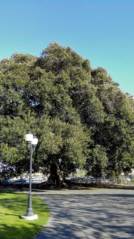 moreton bay fig,自然,垂直画幅,天空,绿色,无人,蓝色,路,巨大的