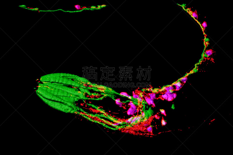 秀丽隐杆线虫,肌动蛋白,蛔虫,线虫,大规模的放大,神经元,自然,水平画幅,无人,动物学