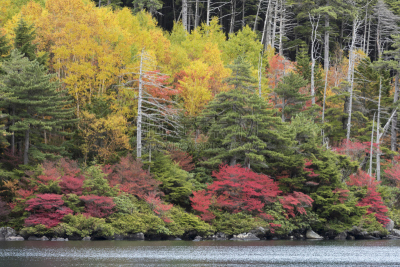 秋天,叶子,日本,池塘,美,水平画幅,绿色,枫叶,巴岳山,长野县