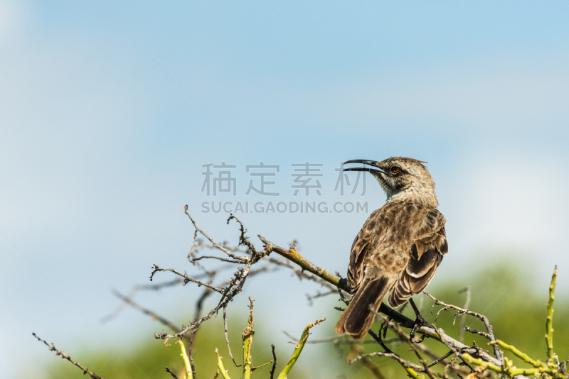 嘲鸫,南美,天空,厄瓜多尔,水平画幅,无人,加拉帕戈斯群岛,加岛嘲鸫,埃斯帕诺拉群岛,2015年