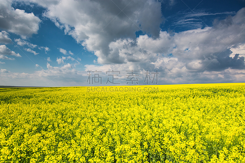 油菜花,天空,田地,雾,蓝色,黄色,在上面,巨大的,芸苔,水平画幅