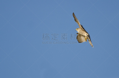 灰背隼,蓝色,天空,老鹰,自然,野生动物,灰色,食肉鸟,水平画幅,鸟类