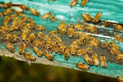 蜜蜂,蜂箱,动物群,收容所,进口标志,边框,水平画幅,忙碌,蜂蜡,夏天