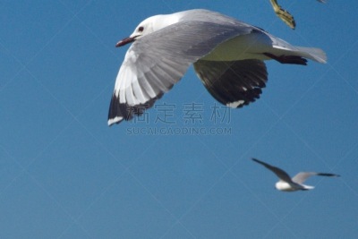 海鸥,羊群,南部非洲,非洲,西开普省,野生动物,哈氏鸥,图像,野外动物,一群鸟