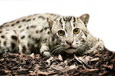 野生猫科动物,虎,野外动物,南美洲虎猫,野生动物,灰色,水平画幅,注视镜头,无人,猫科动物