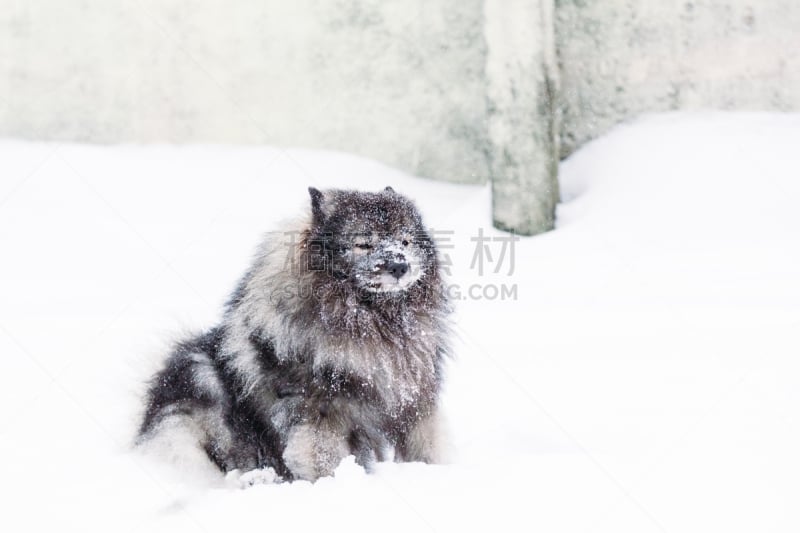 凯斯犬,雪,动物鼻子,训服,寒冷,纯种犬,空的,一个物体,公园,哈巴狗