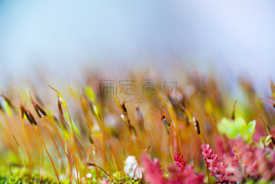 孢子囊,大特写,视角,根霉属菌,减数分裂,孢子体,有丝分裂,苏铁科植物,霉病,真菌和霉菌