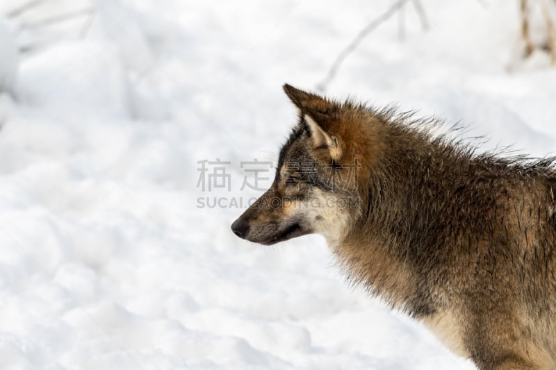 雪,动物头,背景,看,左撇子,灰狼,狼,侧面像,水平画幅,无人