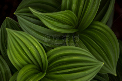 植物,green corn lily,自然美,绿色,美,水平画幅,无人,夏天,阴影,户外