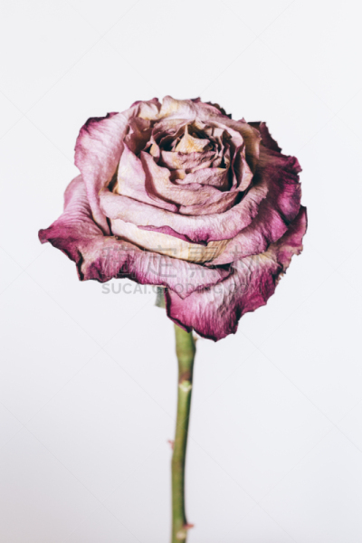 玫瑰,干的,白色背景,垂直画幅,花蕾,仿旧磨损的效果,无人,花朵,仅一朵花,一个物体