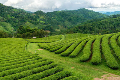 茶树,绿色,自然美,美,水平画幅,山,早晨,旅行者,夏天