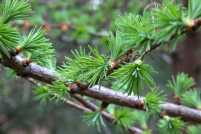 Kleiner Lärchenzweig - Little larch branch