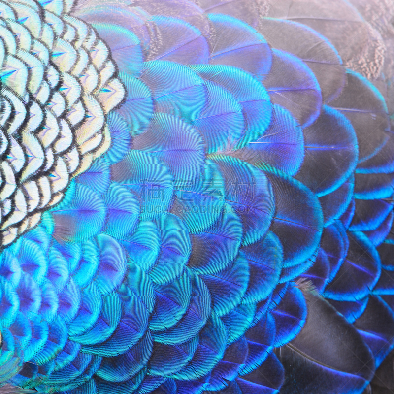 绿色,孔雀,翎毛,孔雀羽毛,自然,式样,野生动物,色彩鲜艳,蓝色,鸟类