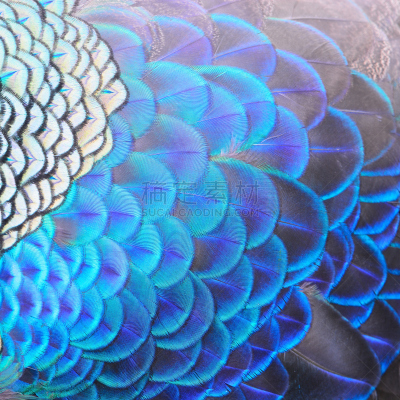 绿色,孔雀,翎毛,孔雀羽毛,自然,式样,野生动物,色彩鲜艳,蓝色,鸟类