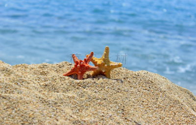 夏天,海滩,自然,海洋,动物,开端,水,天空,水平画幅,沙子