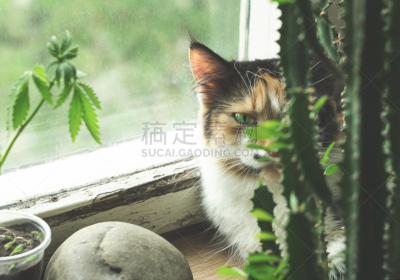 猫,窗台,仙人掌,水平画幅,技术,纺织品,家庭生活,动物身体部位,禁止的,石材