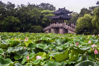 西湖,杭州,浙江省,水,美,荷花,水平画幅,睡莲,无人,玫瑰