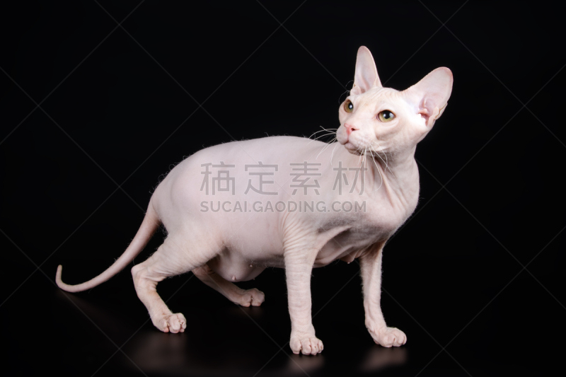 史芬克斯无毛猫,彩色背景,猴子,可爱的,背景分离,野生动物,肖像,哺乳纲,猫科动物,小的