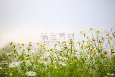 田地,自然美,留白,夏天,光,草,白色,风景,花头