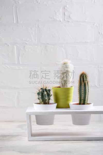 仙人掌,白色,室内植物,盆栽植物,留白,反差,花盆,多样,墨西哥,围墙