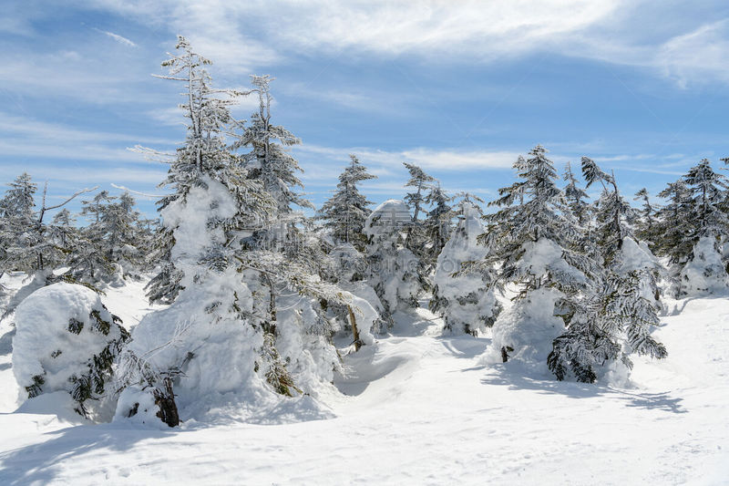 雪,田地,森林,自然,耶麻郡,北盐原,雪地,风景,图像,福岛县