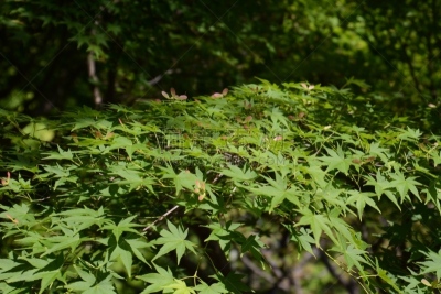 鸡爪枫,美,水平画幅,无人,夏天,户外,特写,明亮,植物,叶子