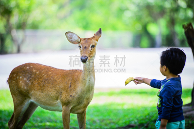 brow-antlered deer,雄鹿,褐色,水平画幅,动物身体部位,野外动物,白尾鹿,户外,泰国,人的眼睛