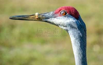 第三眼睑,自然,野生动物,肖像,图像,野外动物,美国,动物身体部位,动物,鸟类