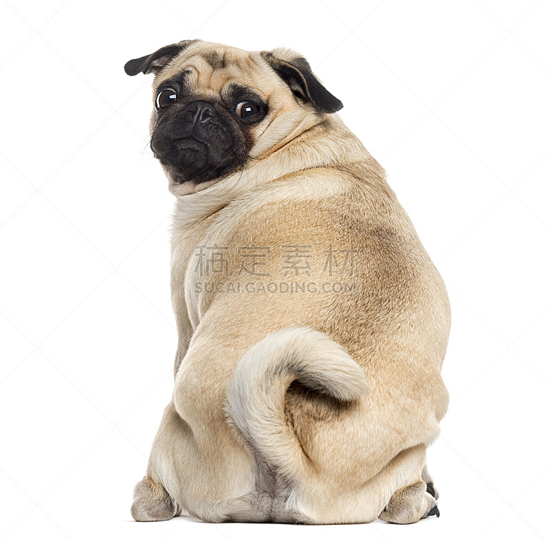 巴哥犬 背面视角 白色 分离着色 在之后 宠物 动物 狗 白色背景 背景分离图片素材下载 稿定素材