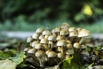 秋天,组物体,蘑菇,森林,叶子,小路,鸡腿菇,分离着色,毛毡制品,挨着