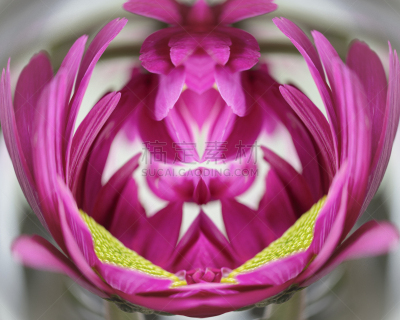 雏菊,美术工艺,图像处理,英国,色彩鲜艳,户外,花坛,自然,鲜花盛开,图像
