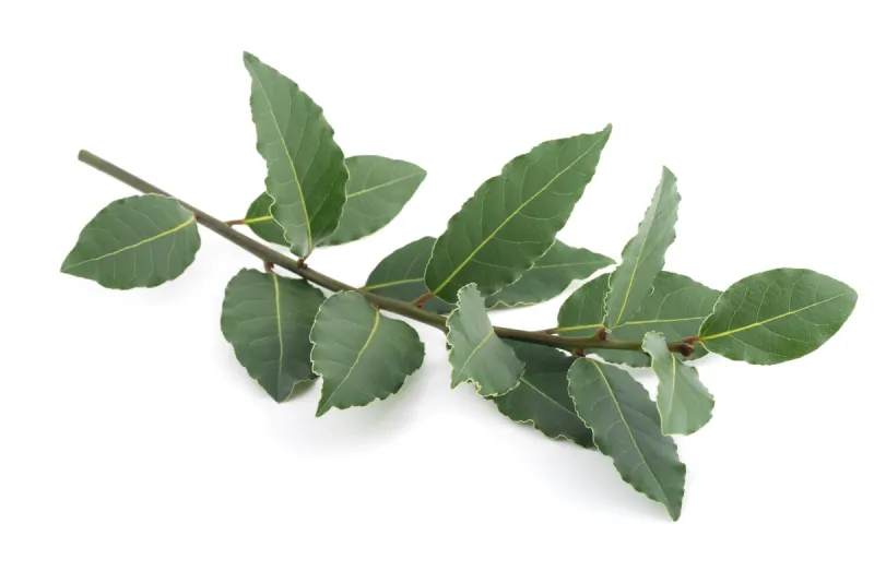 月桂树成分 月桂树成分图片 月桂树成分素材下载 稿定素材 月桂树成分 月桂树成分图片 月桂树成分素材下载 稿定素材