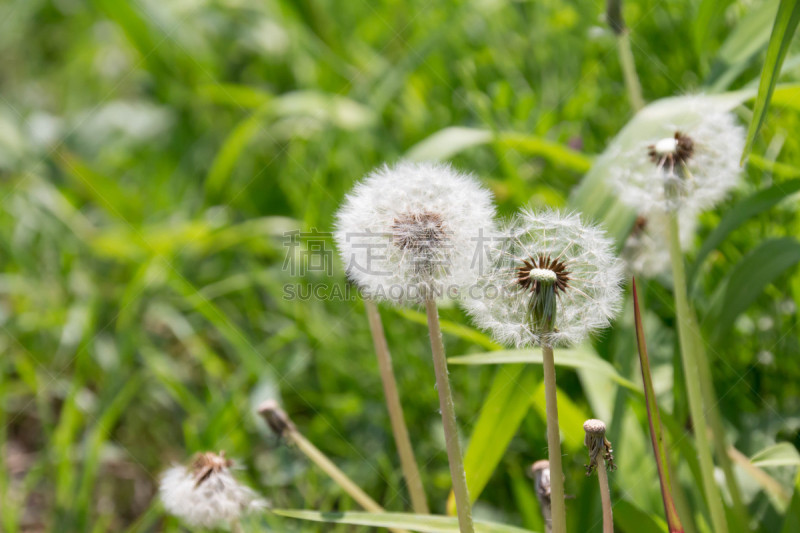 蒲公英,路边,栽培植物,留白,草原,水平画幅,蒲公英种子,无人,夏天,户外