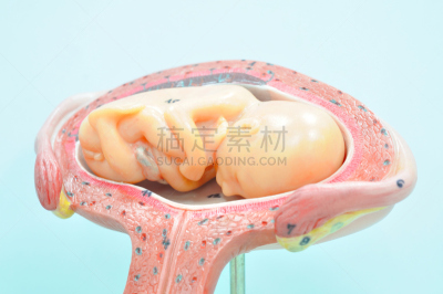 胎儿,数字5,月,水平画幅,脐带,胚胎,健康保健,婴儿,子宫颈