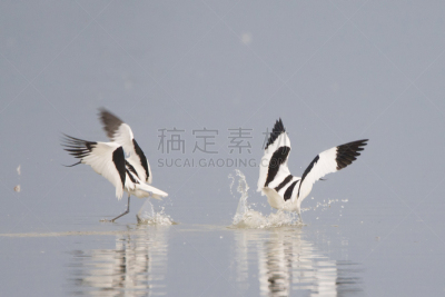 反嘴鹬,黑白图片,防水长靴,福力沃兰,图像,荷兰,水平画幅,东法尔德斯普拉森,鸟类,摄影