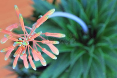 Aloe Plant Flower