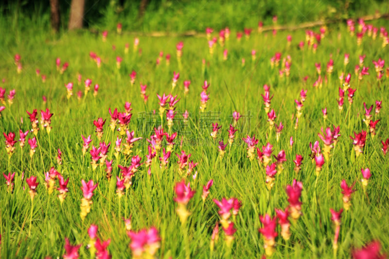 自然,美,水平画幅,地形,郁金香,无人,浪漫,夏天,户外,泰国