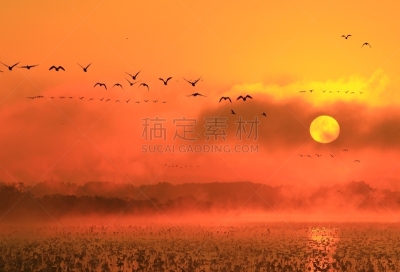 沼泽,长春花属,水,水平画幅,无人,鸟类,早晨,水库,户外,水禽