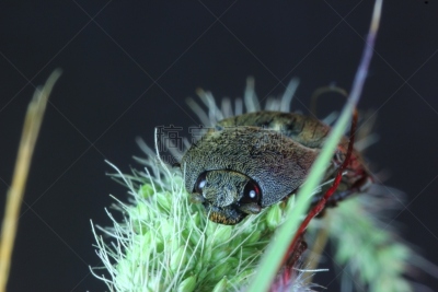 click beetle,草,躯干,天空,水平画幅,蝴蝶,夜晚,蚂蚁,科学,泰国