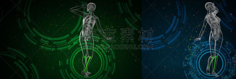 胫骨,健康保健,三维图形,绘画插图,腓骨,髌骨,人类骨架,水平画幅,全景,人