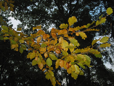 2002,十一月,平衡折角灯,德意志级战列舰,石勒苏益格-荷尔斯泰因,式样,水平画幅,地形,秋天,肖像