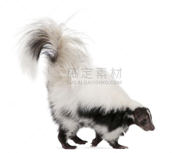 臭鼬,五只动物,侧面像,过时的,可爱的,动物主题,背景分离,野生动物,步行,站