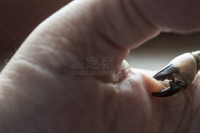 巨蟹座,十足目,可爱的,瑞典,海洋生命,热带气候,野生动物,自然美,动物,贝壳