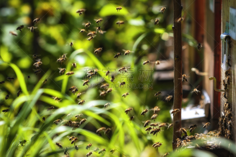 蜂箱,蜜蜂,门厅,平衡折角灯,厚木板,轿子,蜂王浆,雄蜂,蜂王,昆虫群