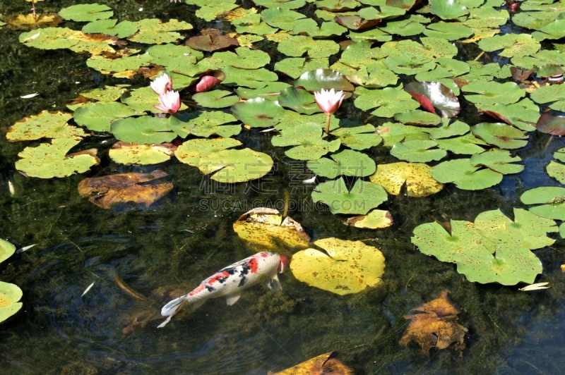 锦鲤,睡莲,池塘,鱼类,野鸭,自然,野生动物,美国,水平画幅,绿色