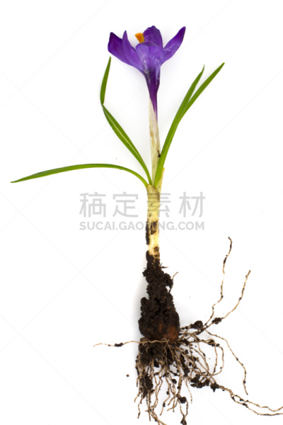 番红花属,园林,春天,数字1,雪番,藏红花,垂直画幅,美,复活节,无人